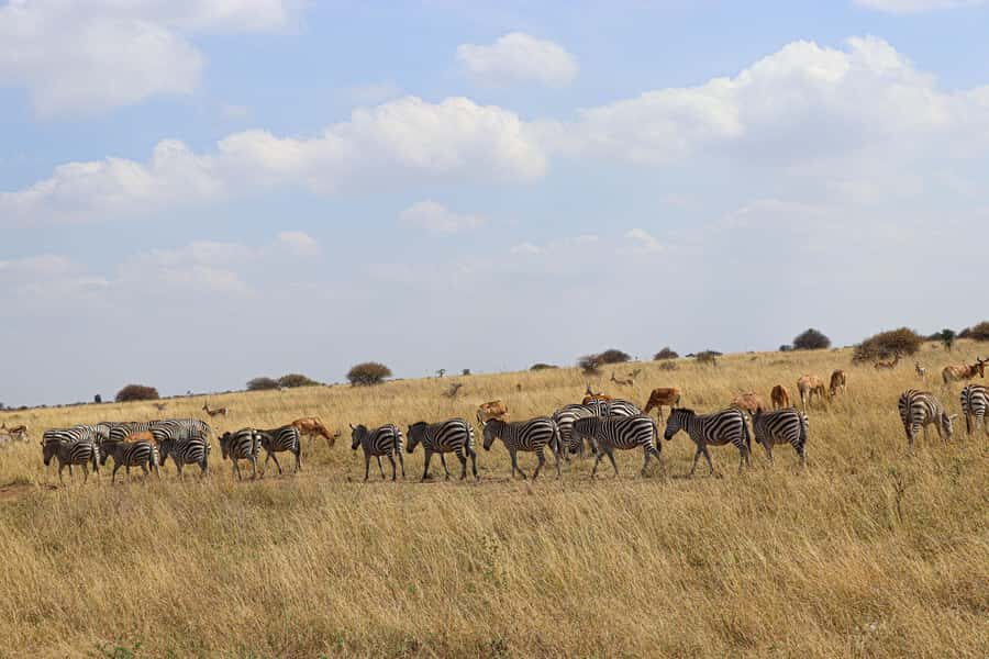 Nairobi National Park, Orphanage, Giraffe & Beads Tour - Giraffe Centre Close-Up Feeding of Rothschild’s Giraffes