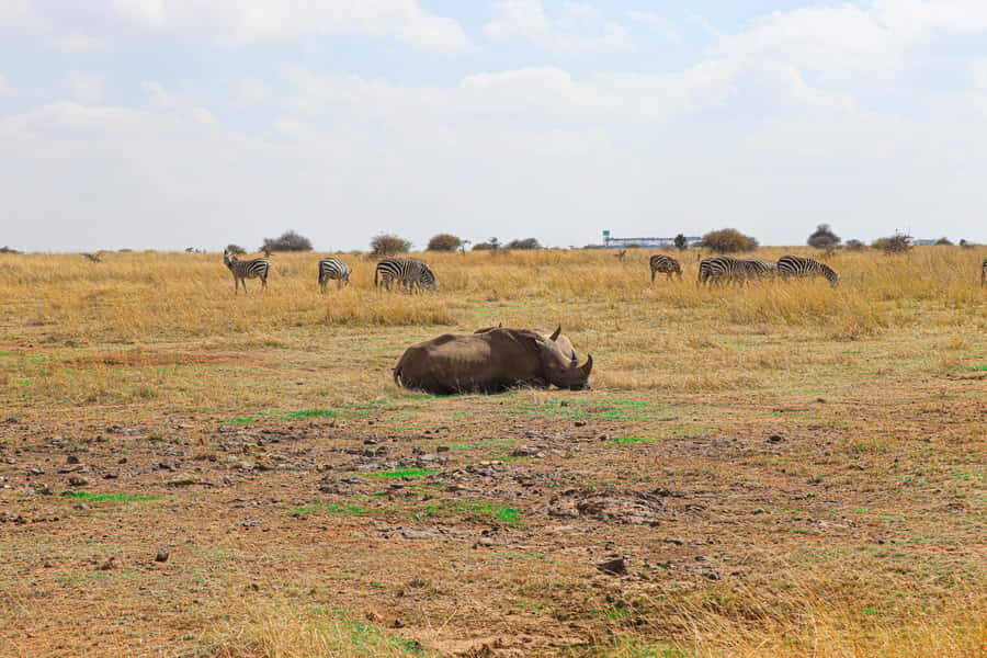 Nairobi National Park, Orphanage, Giraffe & Beads Tour - Price and Extra Entrance Fees: Is $140 Good Value?