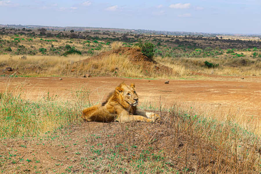 Nairobi National Park, Orphanage, Giraffe & Beads Tour - Booking Smart: Make the Elephant Part Your Priority