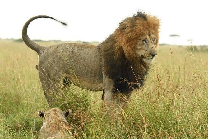 Nairobi National park private day tour - City-edge wildlife and the view from inside the park
