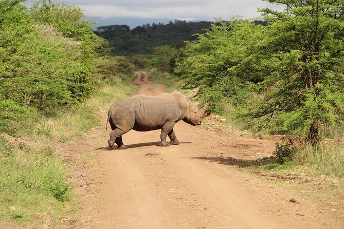 Nairobi National Park Private Safari - Urban Wild Side: How Nairobi National Park Works in One Day