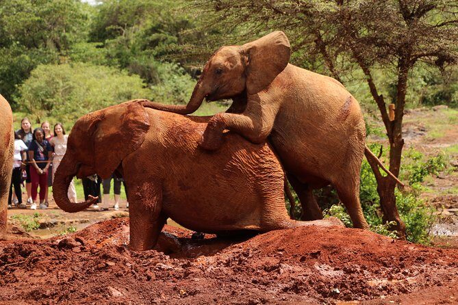 Nairobi National Park Private Safari - What You’re Getting With the Private Format: Guide, Vehicle Time, and Pacing