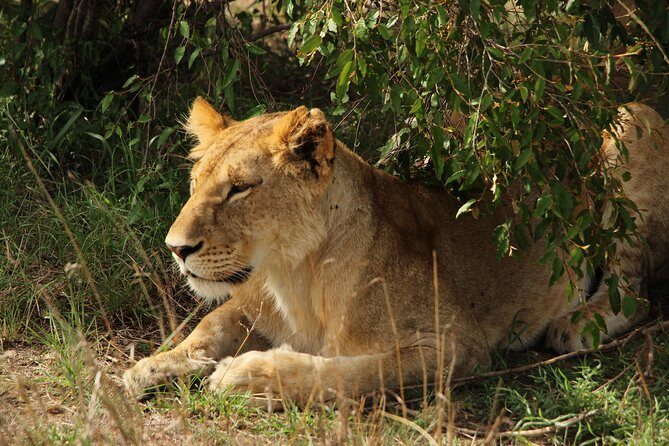 Nairobi National Park Private Safari - Price and Value: Is $200 Per Person Actually Fair?