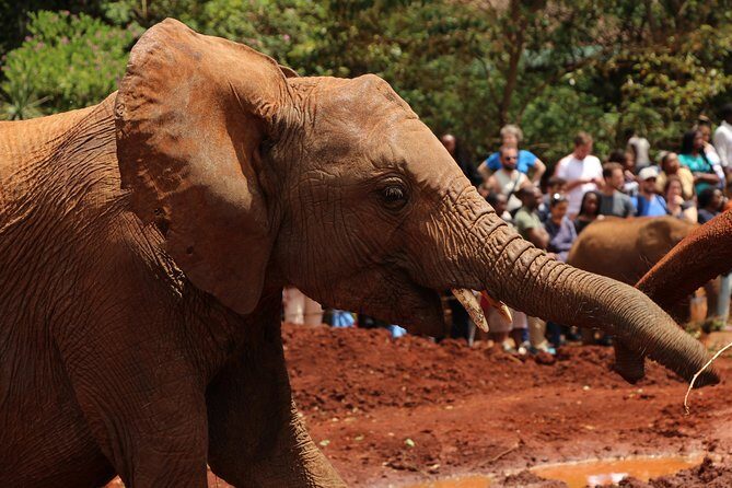 Nairobi National Park Private Safari - Duration and Timing: A 6–8 Hour Safari Day Without the Mess