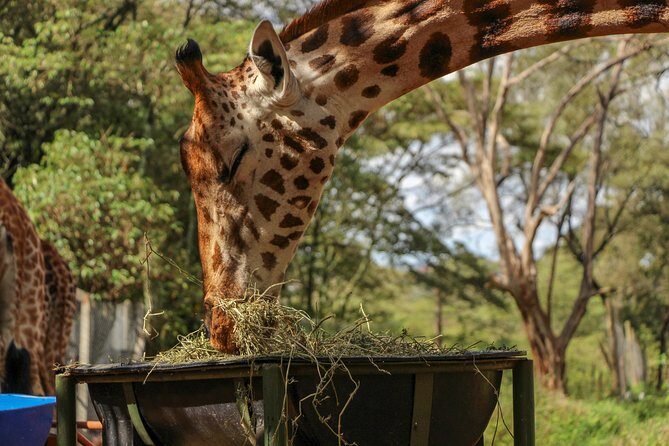 Nairobi National Park Private Safari - Nairobi National Park: Big Cats, Maasai Giraffes, Antelopes, and Rhino Chances