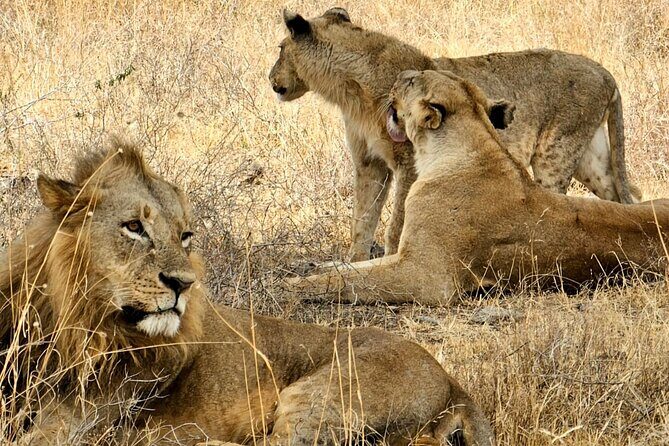 Nairobi National Park Private Tour (Morning/Afternoon Options) - Private game drive: what the pop-up roof changes