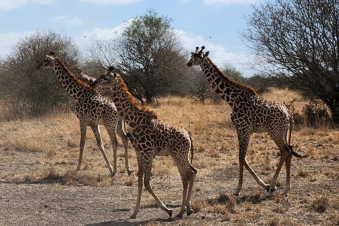 Nairobi National Park Private Tour (Morning/Afternoon Options) - Price and value: what $88 buys you (and what it doesn’t)