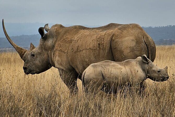Nairobi National Park Private Tour (Morning/Afternoon Options) - What to bring so you enjoy the full 4 hours