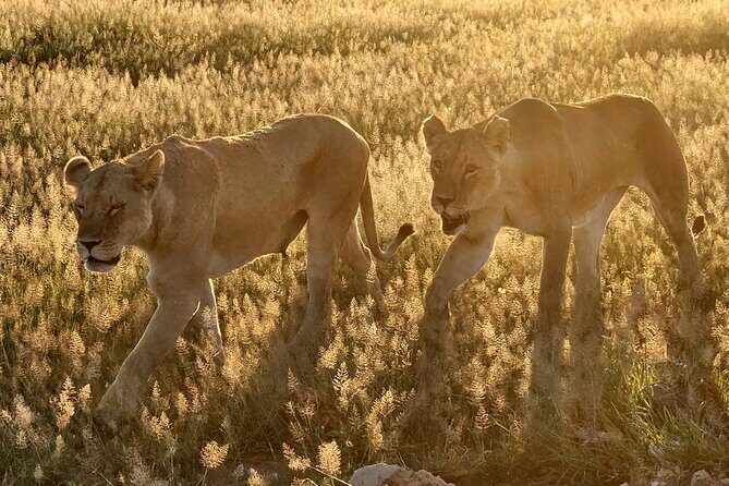 Nairobi National Park Private Tour (Morning/Afternoon Options) - Morning vs afternoon choice: comfort and timing