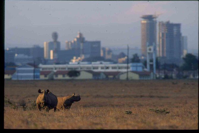 Nairobi National Park Safari - Nairobi National Park: Wildlife With the City Still in View