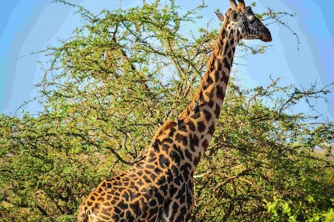 Nairobi National Park Safari - What You’re Really Doing Once You Enter the Park