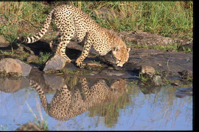 Nairobi National Park Safari - Price Breakdown: Is $260 Good Value for 4 Hours?