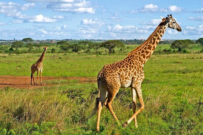 Nairobi National Park Safari Tour - Half-day Nairobi National Park safari with hotel pickup
