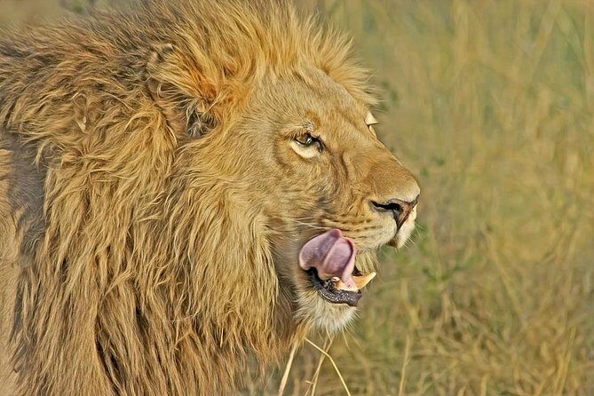 Nairobi National Park Safari Tour - Getting to the park: transfer time and what to expect on the road