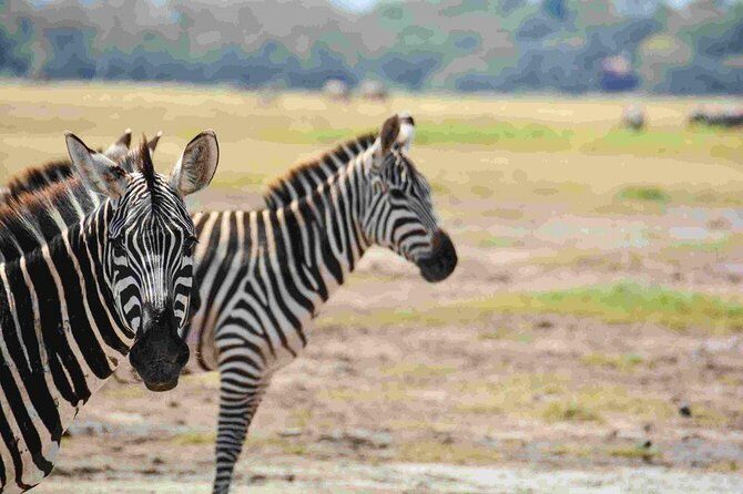 Nairobi National Park Safari - Timing Matters: Morning Safari vs Afternoon Safari