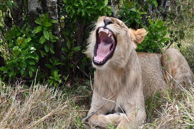 Nairobi National Park Shared Tour - Nairobi National Park: a safari next to skyscrapers