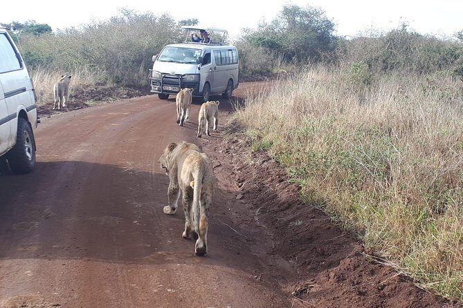 Nairobi National Park, Sheldrick Elephant, Giraffe Centre Tour - Nairobi National Park game drive: open roof, real sightings, variable results