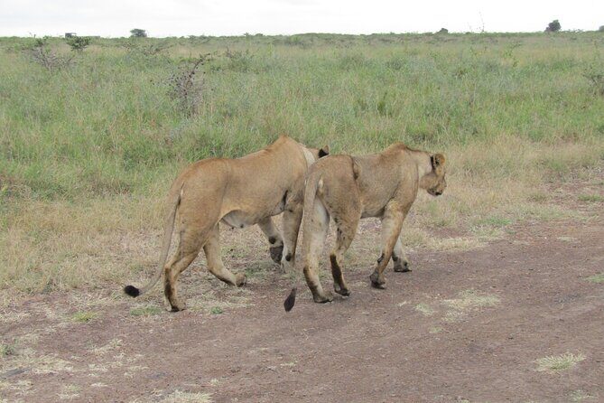 Nairobi National Park Sheldrick & Giraffe Centre Day Trip - Nairobi National Park: wildlife with a skyline backdrop