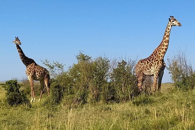 Nairobi National park sun rise game drive with pickup & drop-off - Sunrise at Nairobi National Park: why 6:00 am is the smart choice