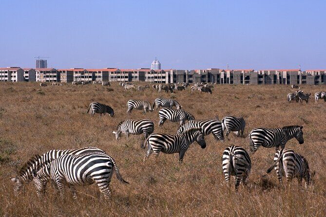 Nairobi National park sun rise game drive with pickup & drop-off - Game drive time: how the morning route tends to work