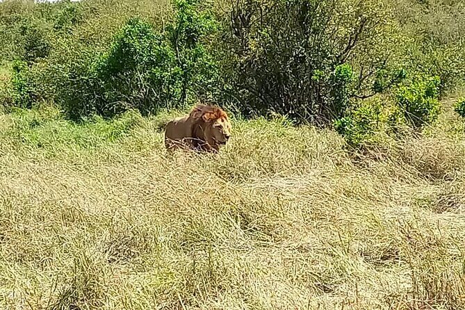 Nairobi National park sun rise game drive with pickup & drop-off - Impala Picnic and the ivory-burning site: breaks that add meaning