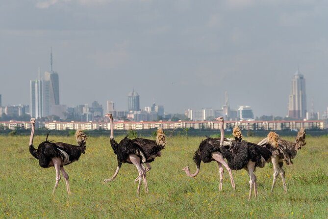 Nairobi National park sun rise game drive with pickup & drop-off - Price and value for $44: what you’re paying for