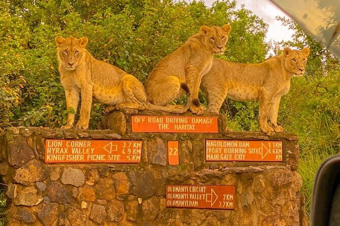 Nairobi National park sun rise game drive with pickup & drop-off - Group size, comfort, and the one complaint worth taking seriously