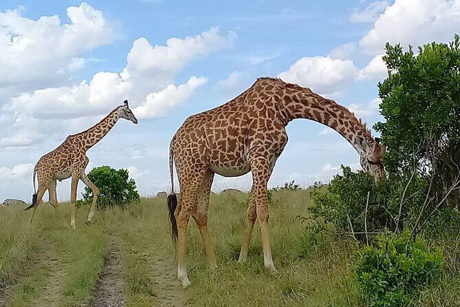 Nairobi National park sun rise game drive with pickup & drop-off - Nairobi National Park close to the capital: what animals you should picture