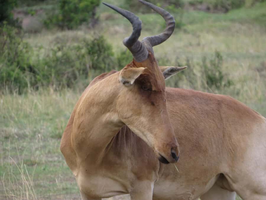 Nairobi national park: Sunrise and Sunset Tours - Getting there without losing daylight: pickup, transfer, and vehicle setup