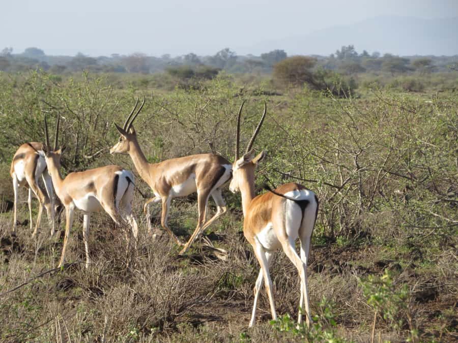 Nairobi national park: Sunrise and Sunset Tours - The main event: 4 hours of guided game drive inside the park