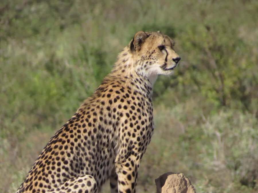 Nairobi national park: Sunrise and Sunset Tours - Driving style and comfort: open-roof thrills come with real-world tradeoffs