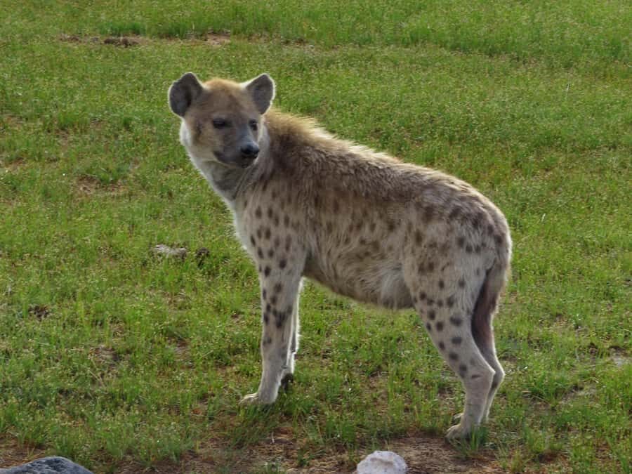Nairobi national park: Sunrise and Sunset Tours - Timing: how this 5-hour format fits a real Nairobi day