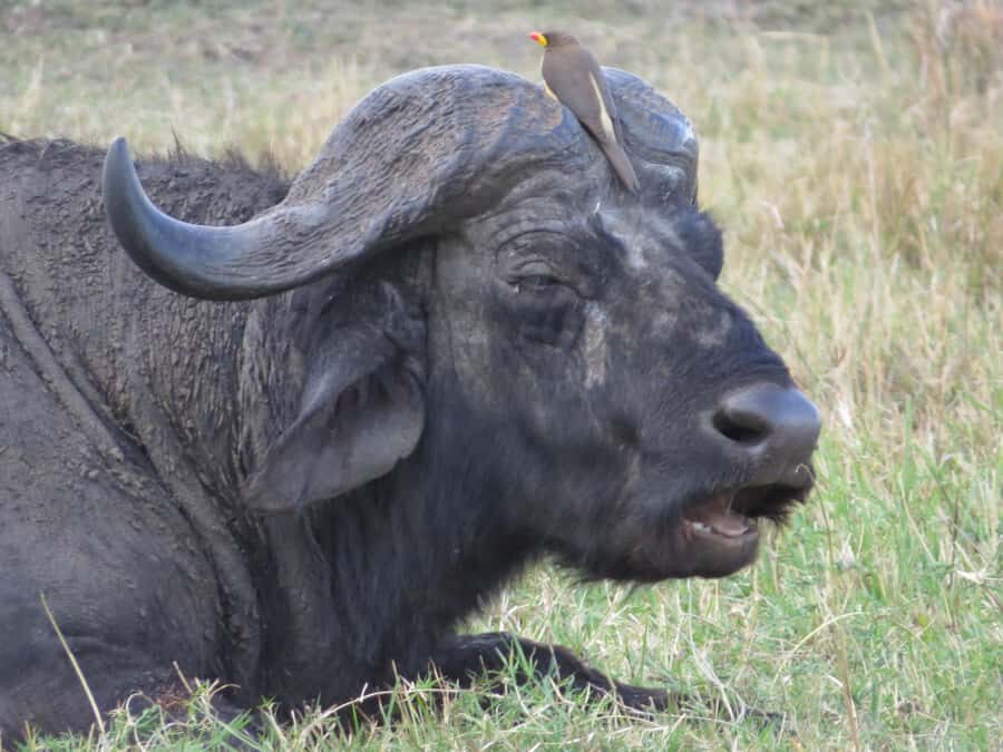 Nairobi national park: Sunrise and Sunset Tours - Price and value: $37, plus the park fees you must budget
