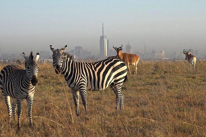 Nairobi National Park Tour - Half-day Nairobi safari: how the timing really works