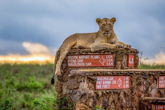 Nairobi National Park Tour - The Big Five–style moments: reality check on sightings and photos