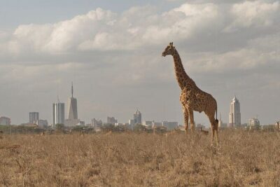 Nairobi National Park Tour - Giraffe Center upgrade: an easy add-on with included entry