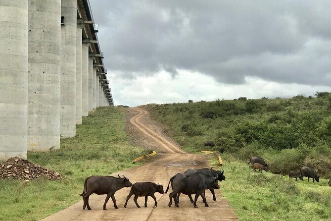 Nairobi National Park Tour - Guides and the difference between spotting and searching