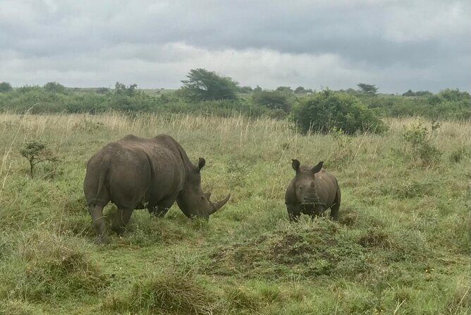 Nairobi National Park Tour - Who should book this Nairobi National Park half-day?