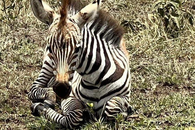 Nairobi National Park Tour From 0600hrs - 1130hrs or From 1300hrs - 1800hrs - Nairobi National Park: Wildlife Where Most People Think It Can’t Happen