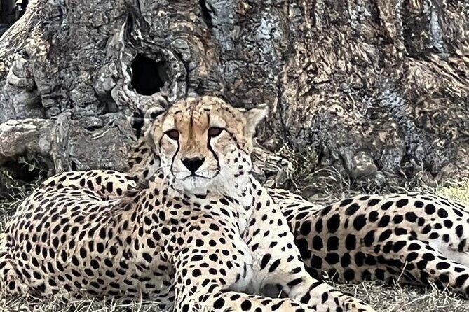Nairobi National Park Tour From 0600hrs - 1130hrs or From 1300hrs - 1800hrs - What You Can Actually See: Lions, Hyenas, Giraffes, and Birds