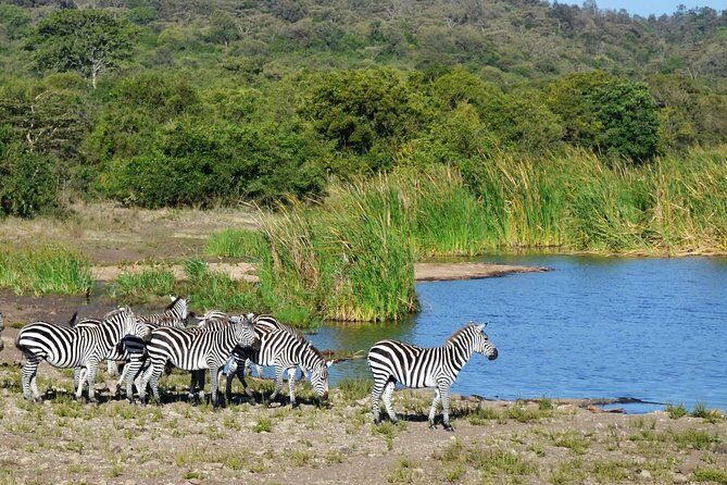 Nairobi National park - Getting there: City Market start, 4x4WD transport, and mobile tickets