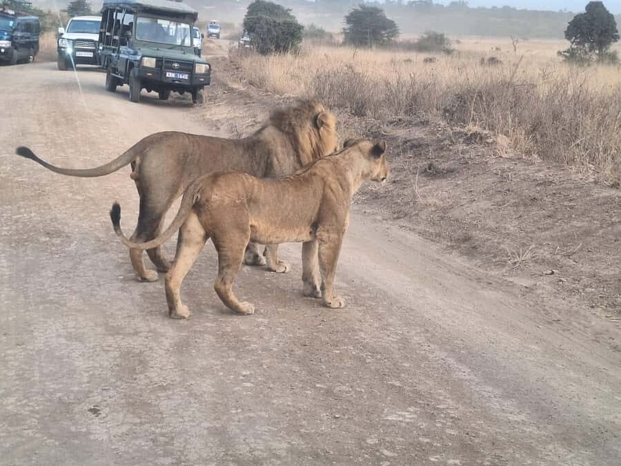 Nairobi National Park,Giraffe Center,Orpanage&Karen Blixxen - Key Things To Know Before You Go
