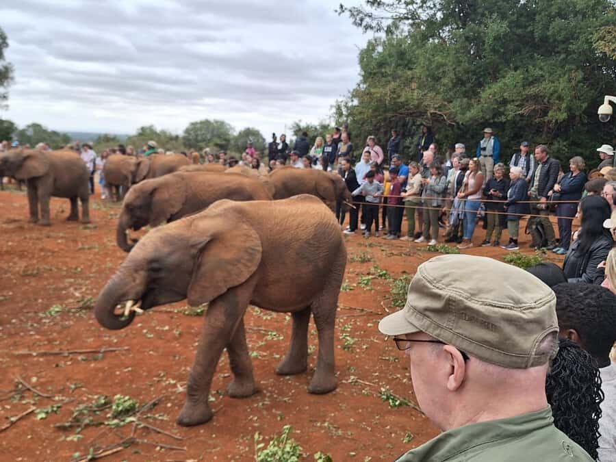 Nairobi National Park,Giraffe Center,Orpanage&Karen Blixxen - What Language and Guide Style Means for Your Experience
