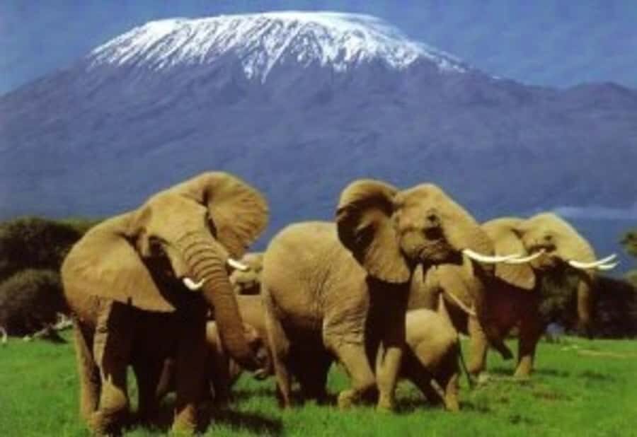 Nairobi: Overnight Safari Trip to Amboseli National Park - Why Amboseli Works So Well for a 2-Day Trip From Nairobi