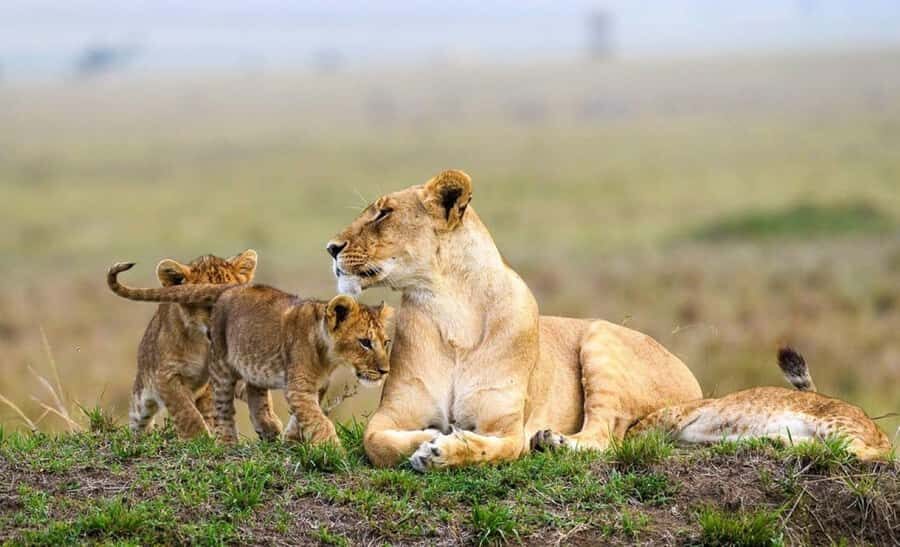 Nairobi Park, Giraffe & Elephant Orphanage with Museum Visit - Key moments that make this day tour worth your time