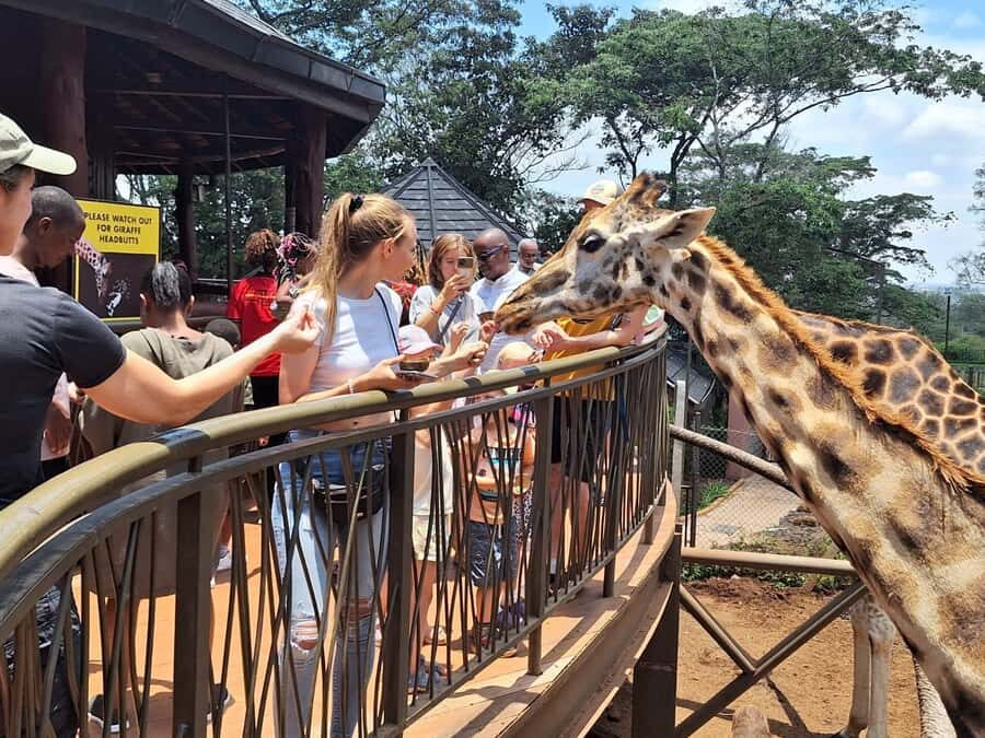 Nairobi Park, Giraffe & Elephant Orphanage with Museum Visit - Nairobi National Park game drive with a city skyline backdrop