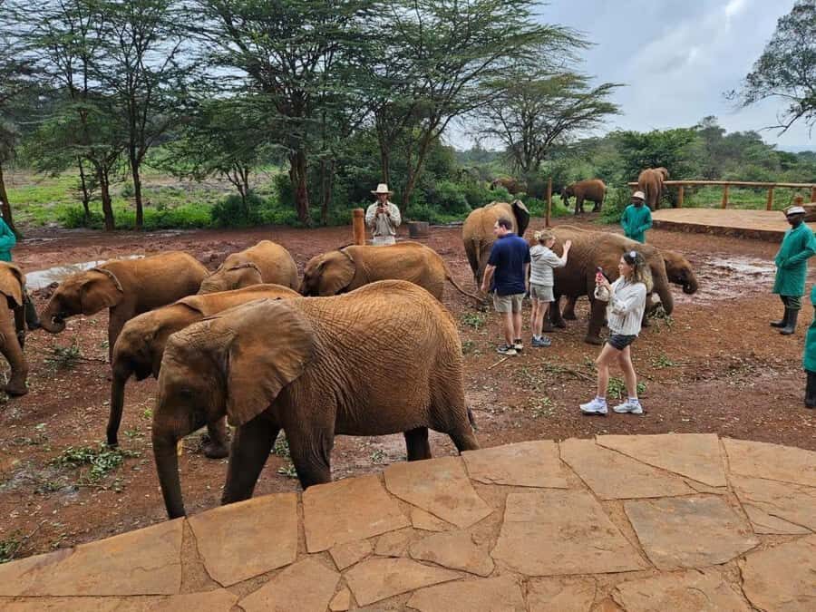Nairobi Park, Giraffe & Elephant Orphanage with Museum Visit - Museum of Illusions Nairobi: a guided stop that breaks up the safari day