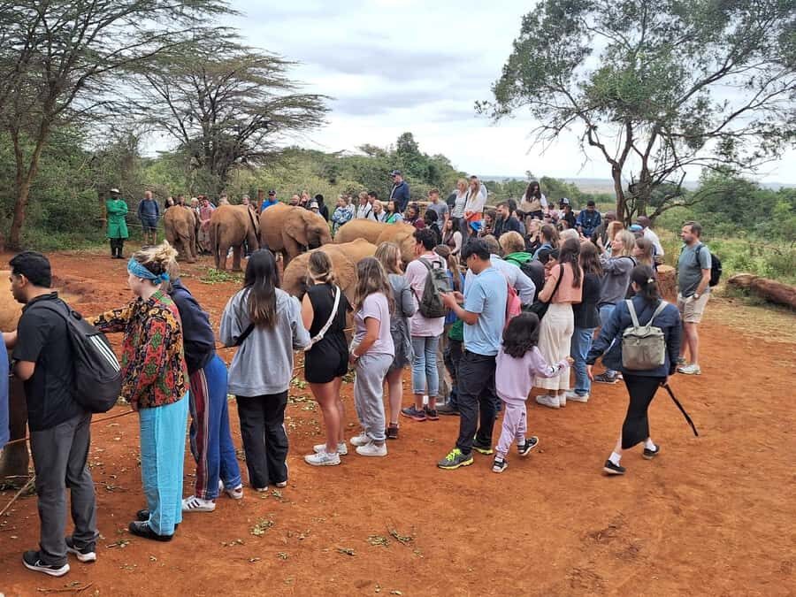 Nairobi Park, Giraffe & Elephant Orphanage with Museum Visit - How the van day, timing, and group size work in practice