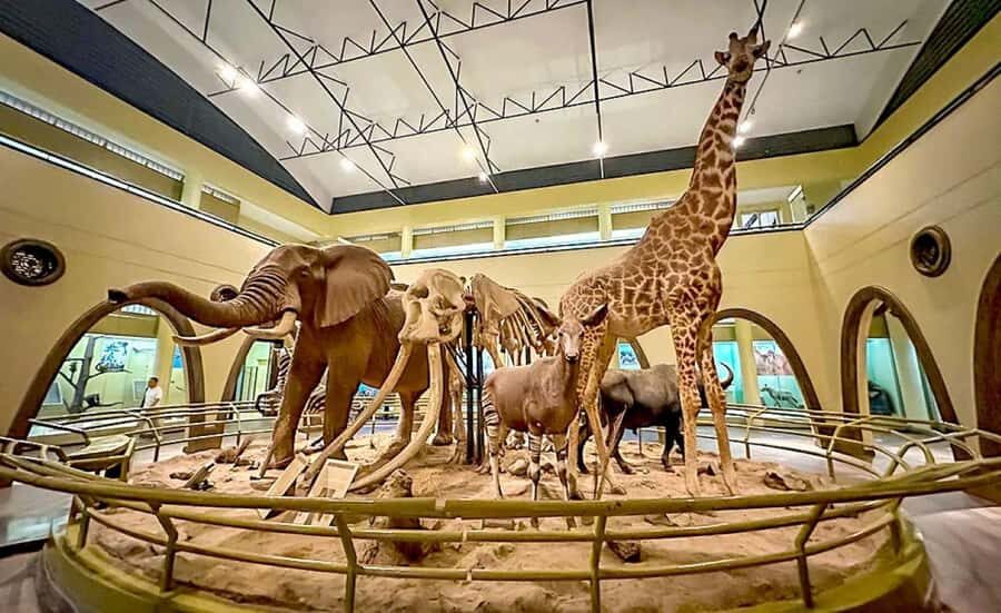 Nairobi Park, Giraffe & Elephant Orphanage with Museum Visit - Hand-feeding Rothschild giraffes at the Giraffe Centre