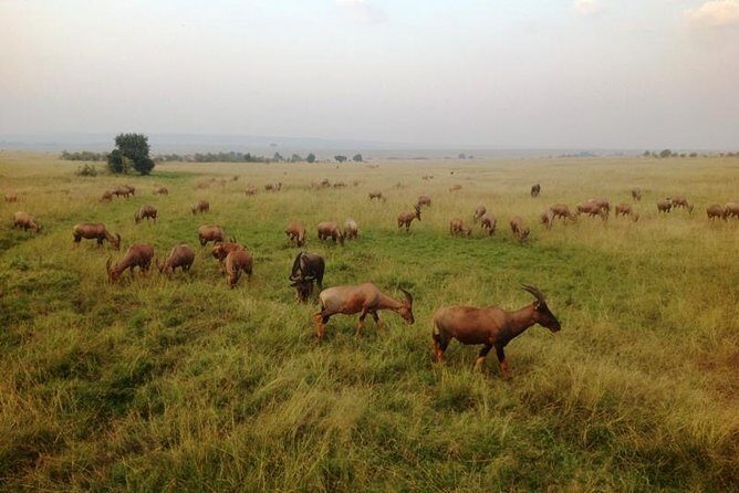 Nairobi park, steamark birds, Girraffe center & bomas - David Sheldrick Elephant & Rhino Orphanage: conservation viewing that adds meaning to the day